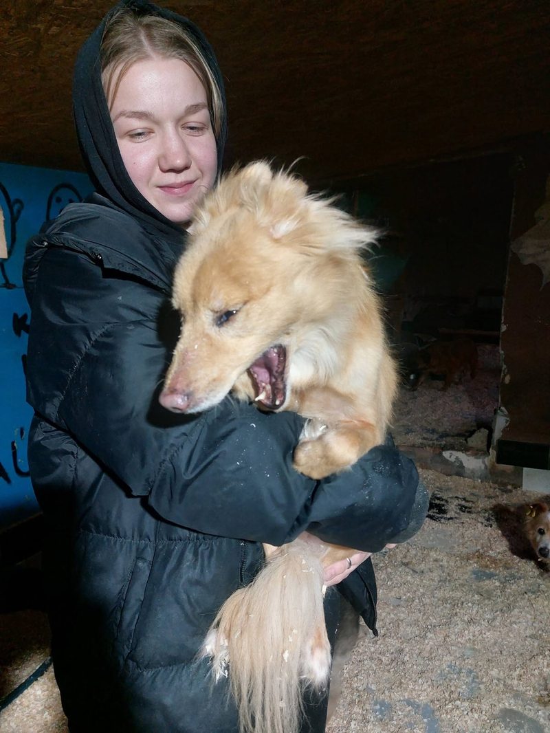 A caretaker holding a golden-furred dog outdoors in winter