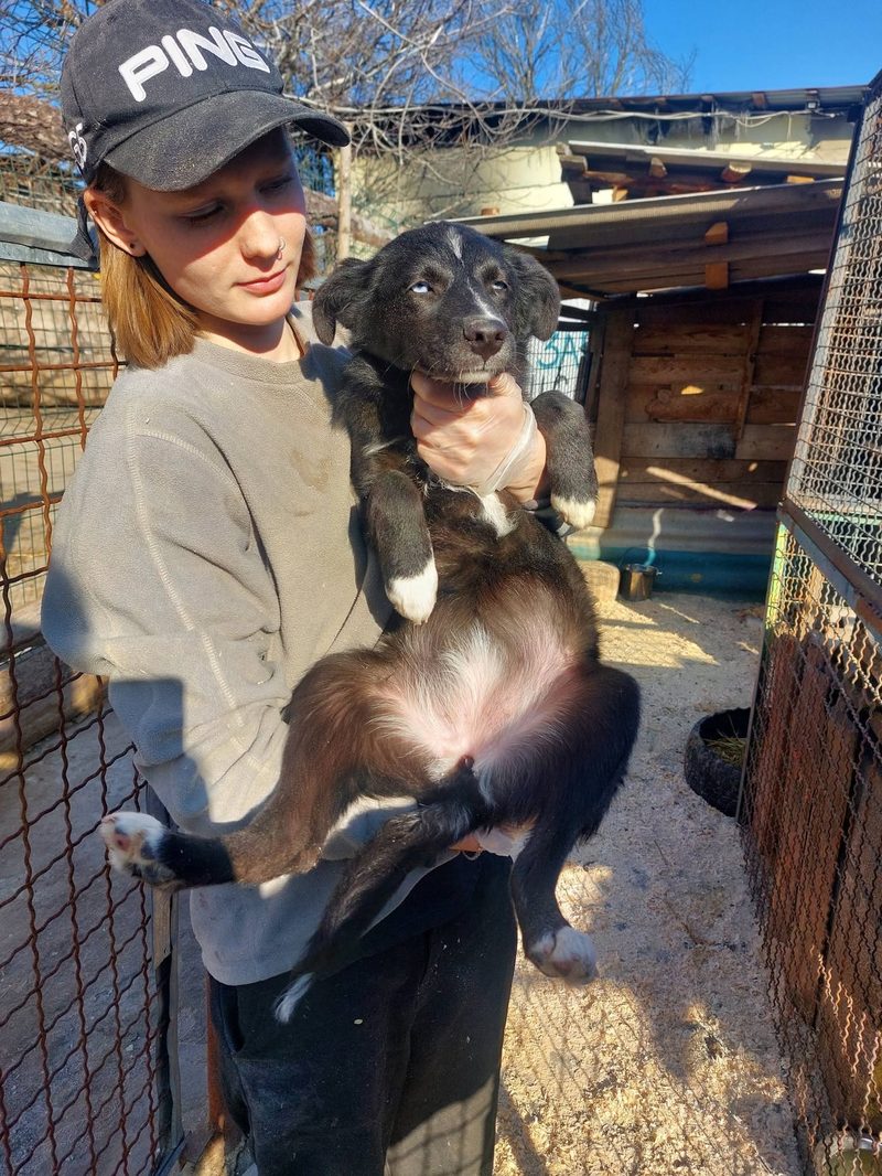 A caretaker holding a young dog recovering from a shaved and healing patch of skin