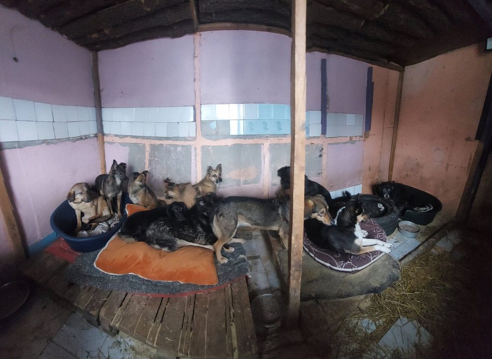 Several dogs resting together inside one of the shelter's wooden kennel sheds