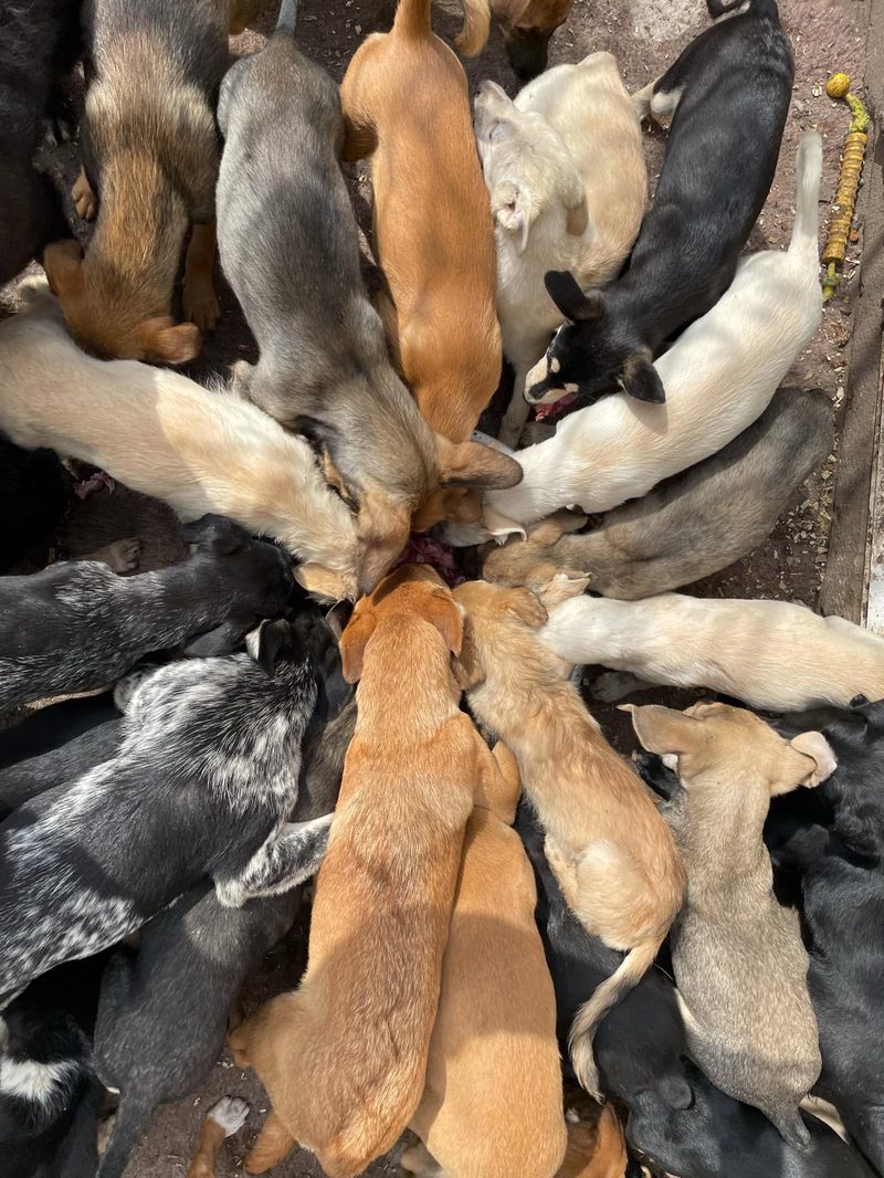 A group of puppies gathered in a circle to feed