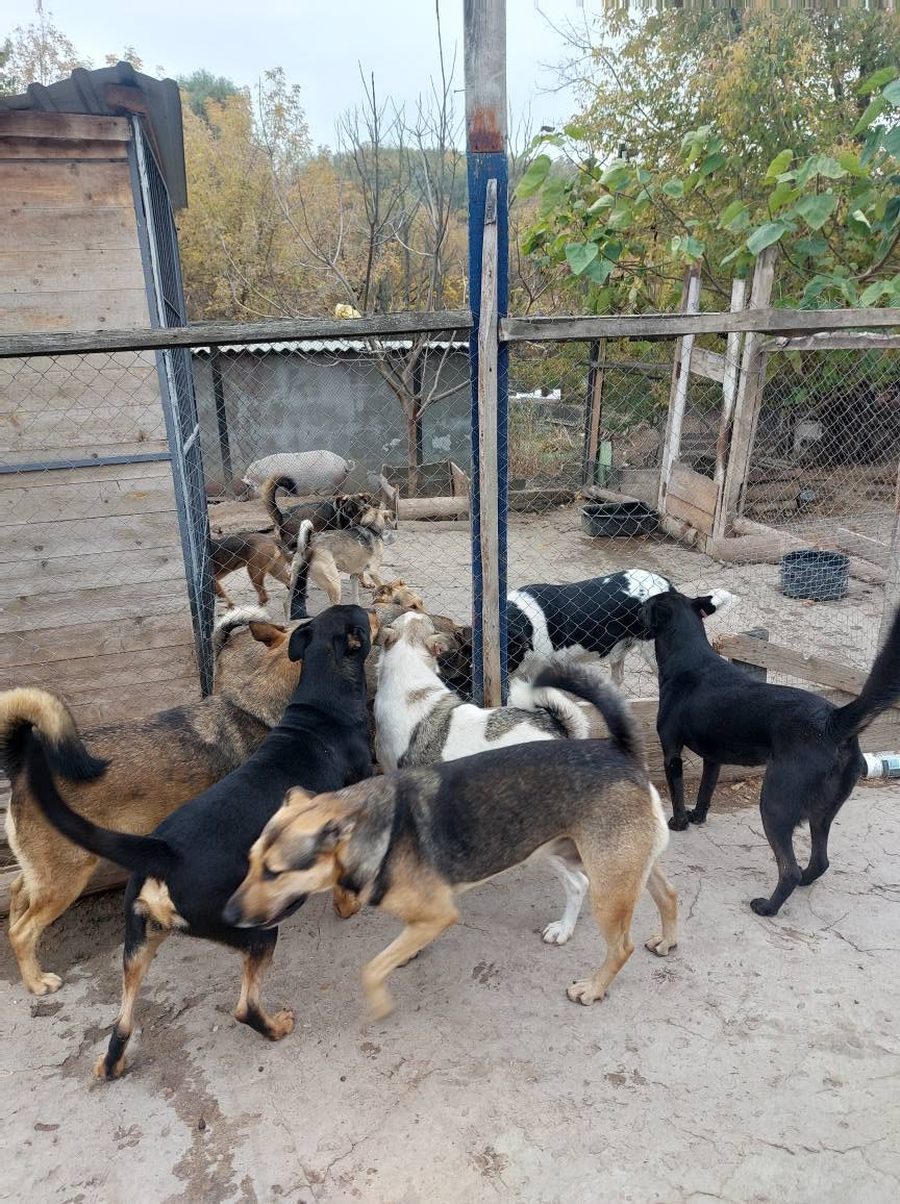 Several dogs in one of the shelter's fenced outdoor yards